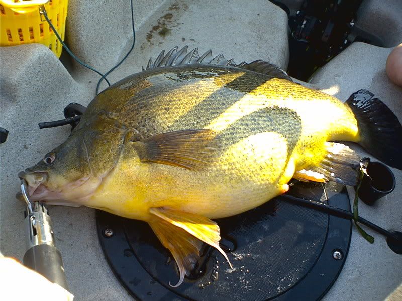 Golden Perch ( Size? Weight? ) Kayak and Fishing Forum